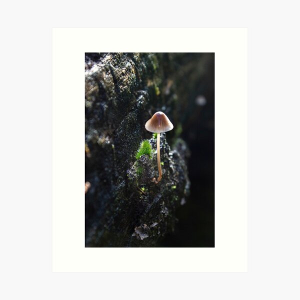 Fungi Art Print