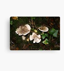 Fungi in Coole Park 1 Canvas Print