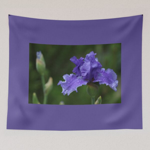 Item preview, Solid Purple German Iris designed and sold by Debbie Oppermann.