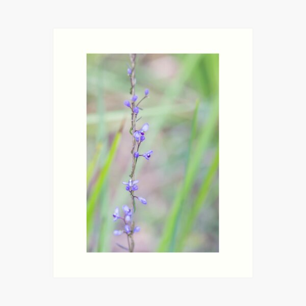 Comesperma volubile ~ love creeper Art Print