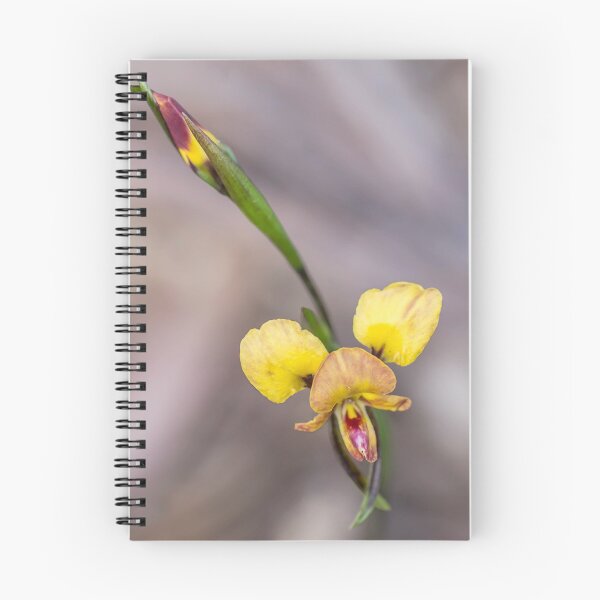 Item preview, Eastern Wallflower Orchid ~ Diuris orentis designed and sold by Elysian Photography.