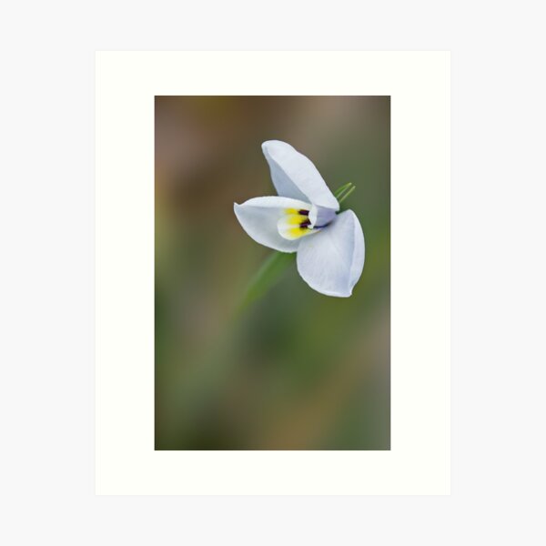White Flag Iris ~ Diplarrena moraea Art Print