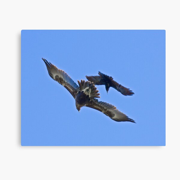RAPTOR ~ Wedge-tailed Eagle 9Z8MSHPN, Forest Raven by David Irwin ~ WO Canvas Print