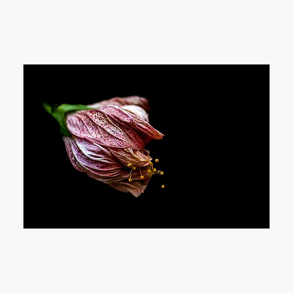 Macro Photo of a Closed Flower Photographic Print