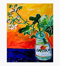 GERANIUMS Photographic Print