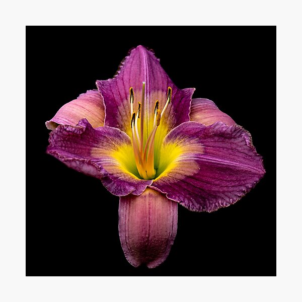 Macro Photo of a Purple and Yellow Hibiscus Flower  Photographic Print