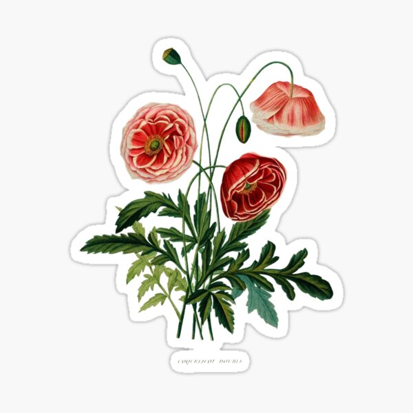 Sticker fleurs coquelicots des champs – Stickers STICKERS NATURE