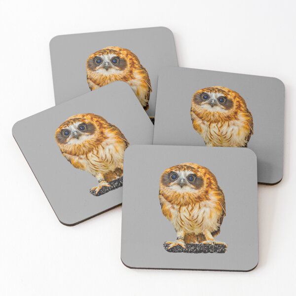 Item preview, Boobook stare! designed and sold by Dalyndigital Photography.