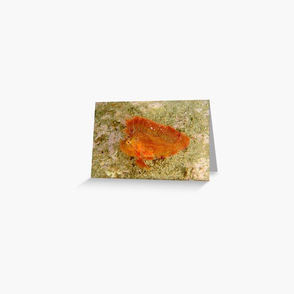 Leaf Scorpionfish - Taenianotus triacanthus Greeting Card
