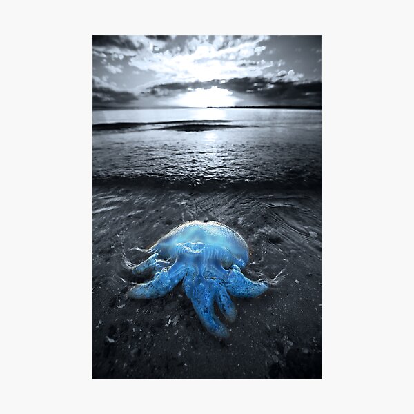 Item preview, Cordon Bleu designed and sold by Garry Schlatter.