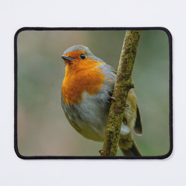 Item preview, Our Feathered friend the Robin designed and sold by Dalyndigital Photography.