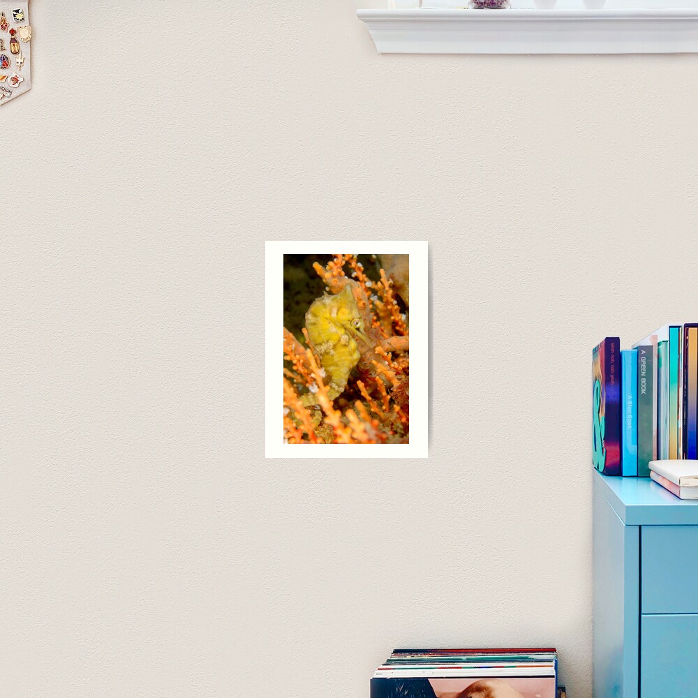 Female White's Seahorse - Hippocampus whitei Art Print