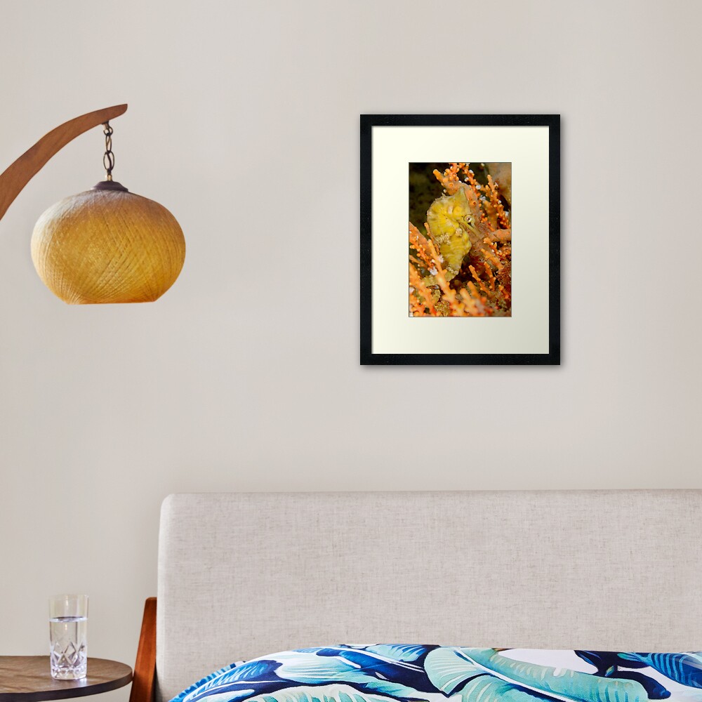 Female White's Seahorse - Hippocampus whitei Framed Art Print