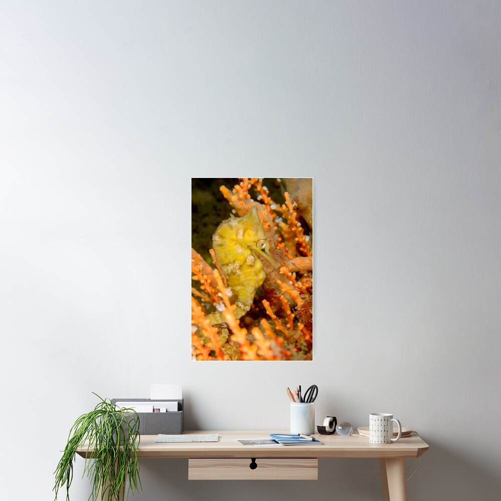 Female White's Seahorse - Hippocampus whitei Poster