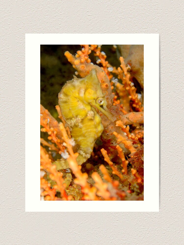 Alternate view of Female White's Seahorse - Hippocampus whitei Art Print