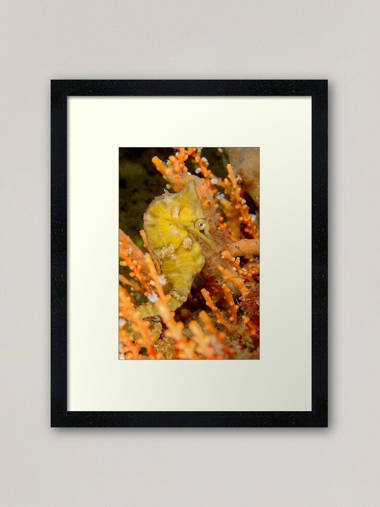 Alternate view of Female White's Seahorse - Hippocampus whitei Framed Art Print