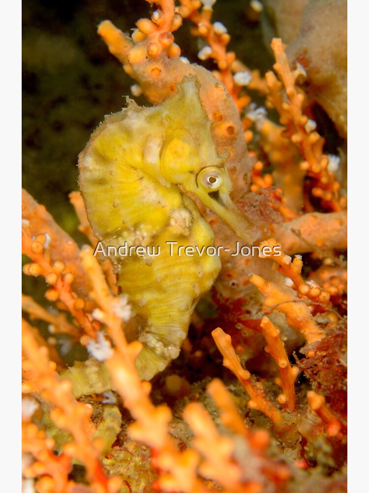 Female White's Seahorse - Hippocampus whitei by andrewtj