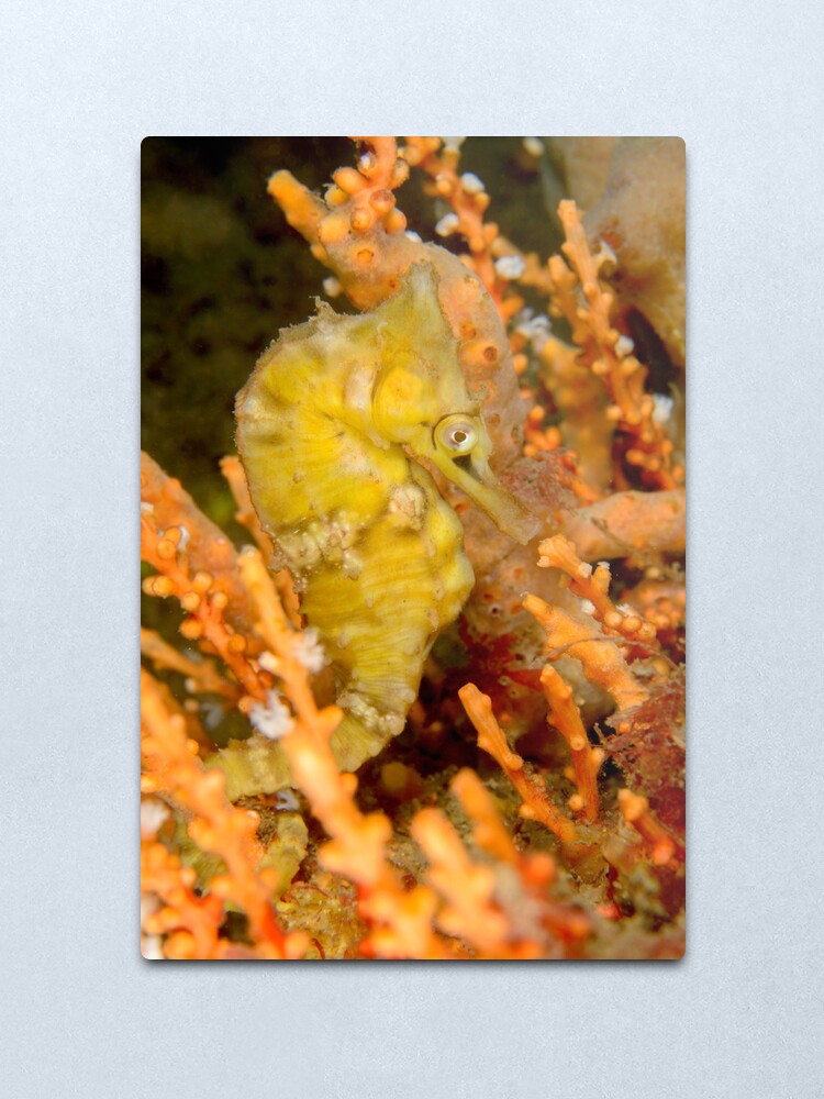 Alternate view of Female White's Seahorse - Hippocampus whitei Metal Print