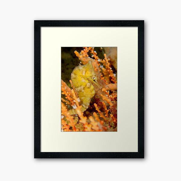 Female White's Seahorse - Hippocampus whitei Framed Art Print