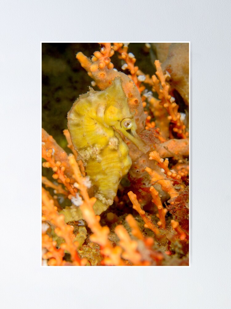 Alternate view of Female White's Seahorse - Hippocampus whitei Poster