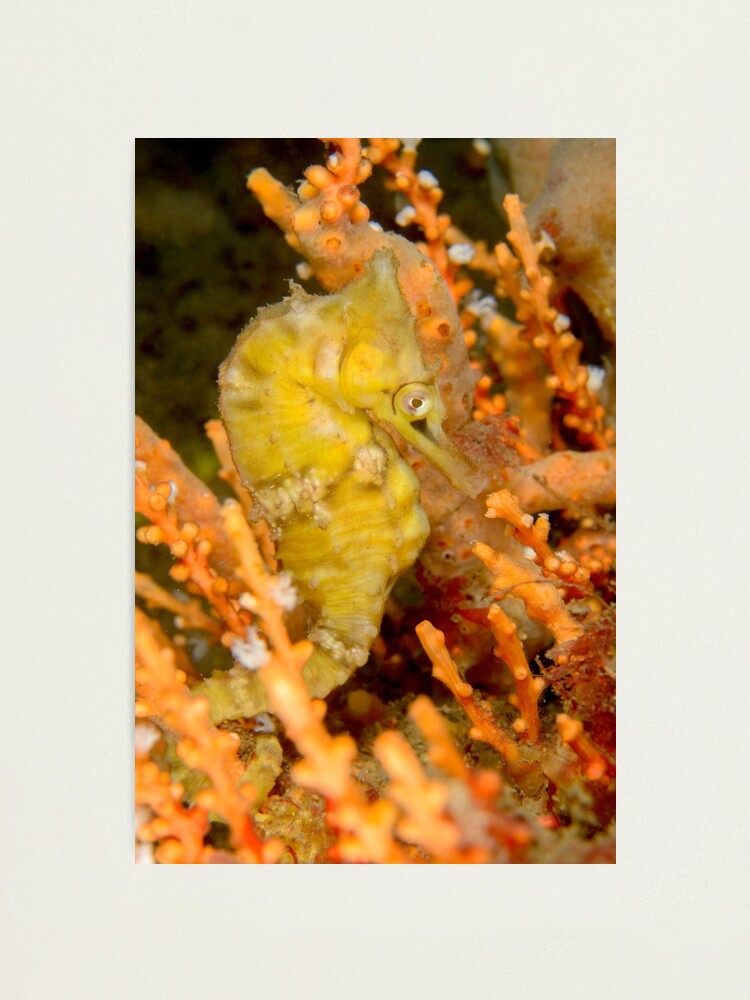 Alternate view of Female White's Seahorse - Hippocampus whitei Photographic Print