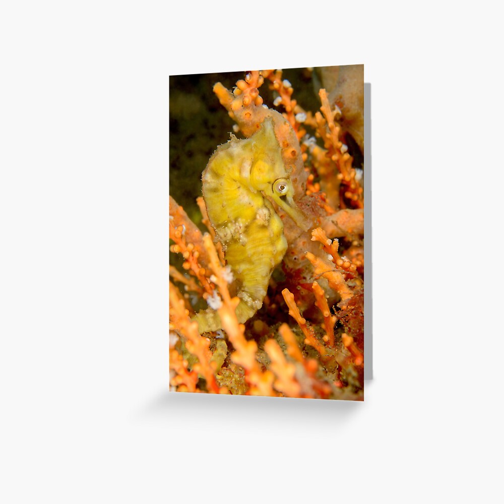 Female White's Seahorse - Hippocampus whitei Greeting Card