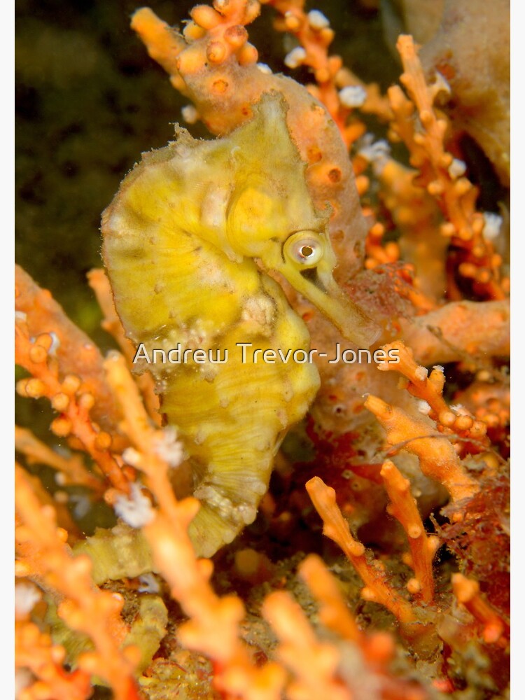 Female White's Seahorse - Hippocampus whitei by andrewtj
