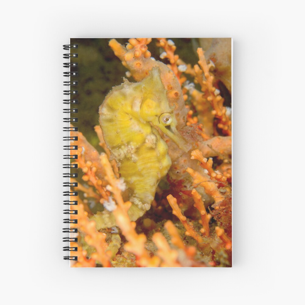 Female White's Seahorse - Hippocampus whitei Spiral Notebook
