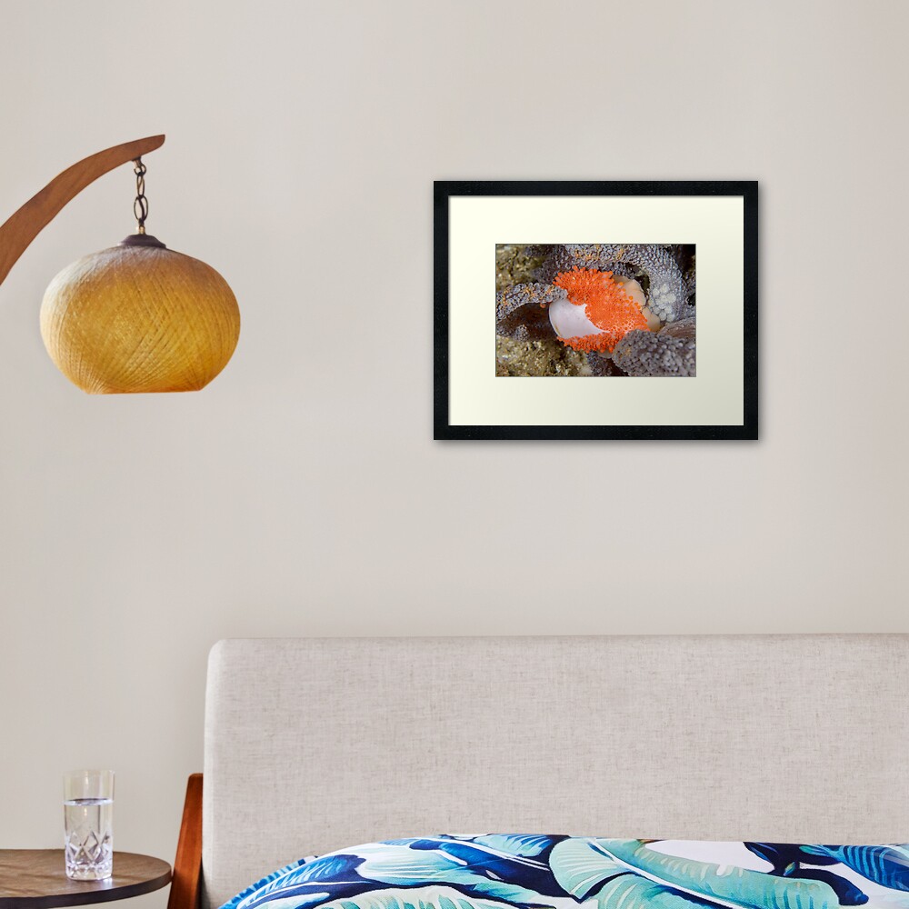 Golden Egg Cowrie - Ovula costellata Framed Art Print
