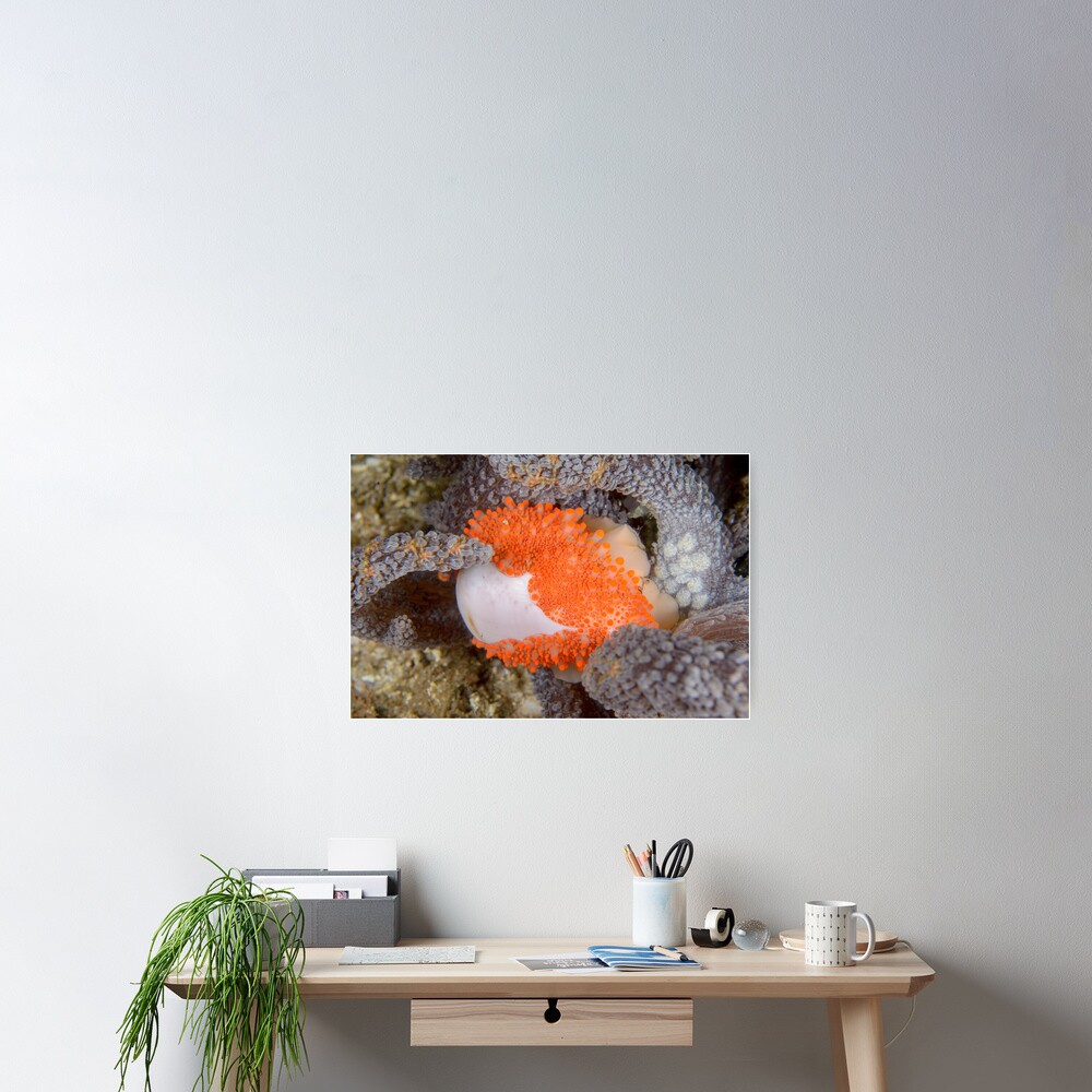Golden Egg Cowrie - Ovula costellata Poster