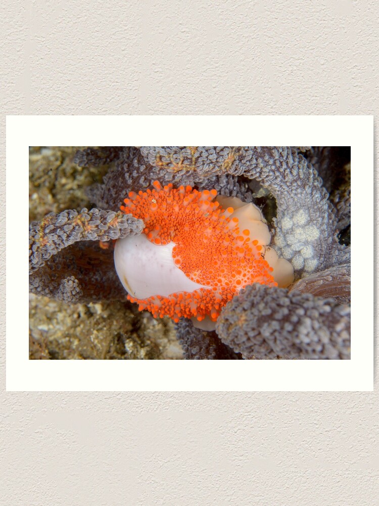 Alternate view of Golden Egg Cowrie - Ovula costellata Art Print
