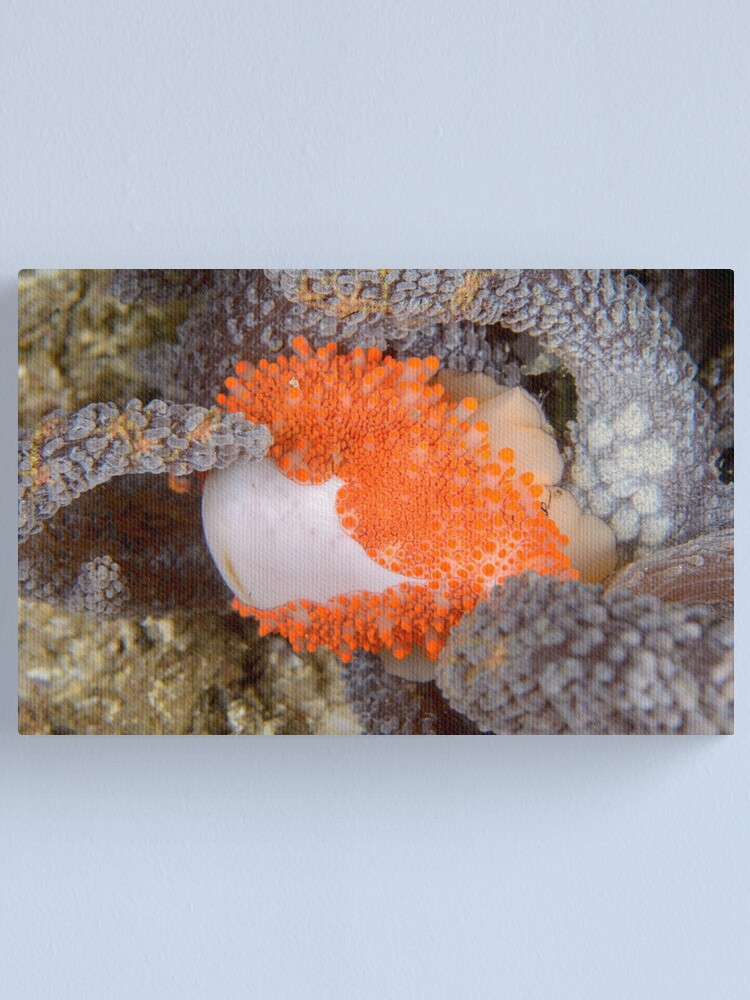 Alternate view of Golden Egg Cowrie - Ovula costellata Canvas Print