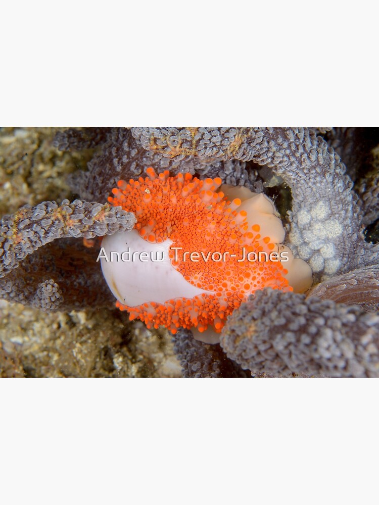 Golden Egg Cowrie - Ovula costellata by andrewtj