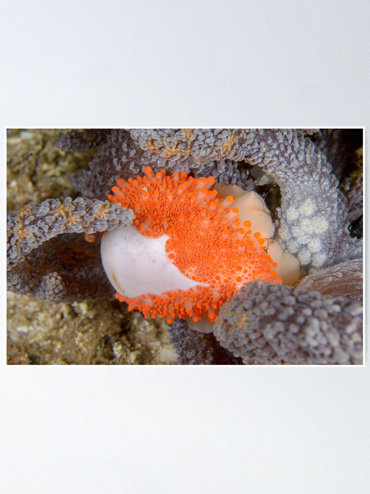 Alternate view of Golden Egg Cowrie - Ovula costellata Poster