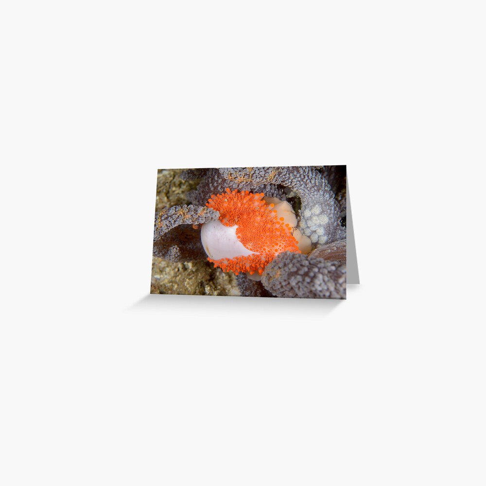 Golden Egg Cowrie - Ovula costellata Greeting Card