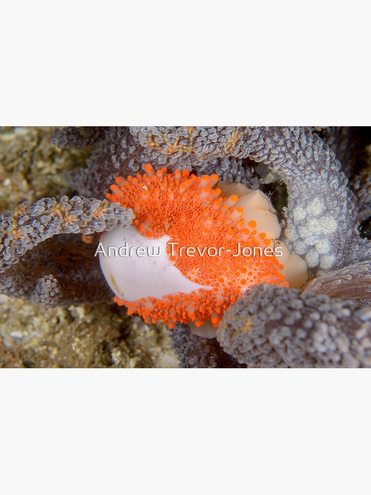 Golden Egg Cowrie - Ovula costellata by andrewtj
