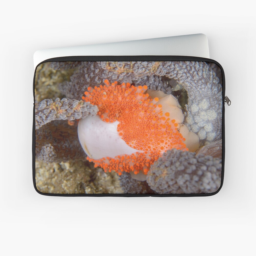 Golden Egg Cowrie - Ovula costellata Laptop Sleeve