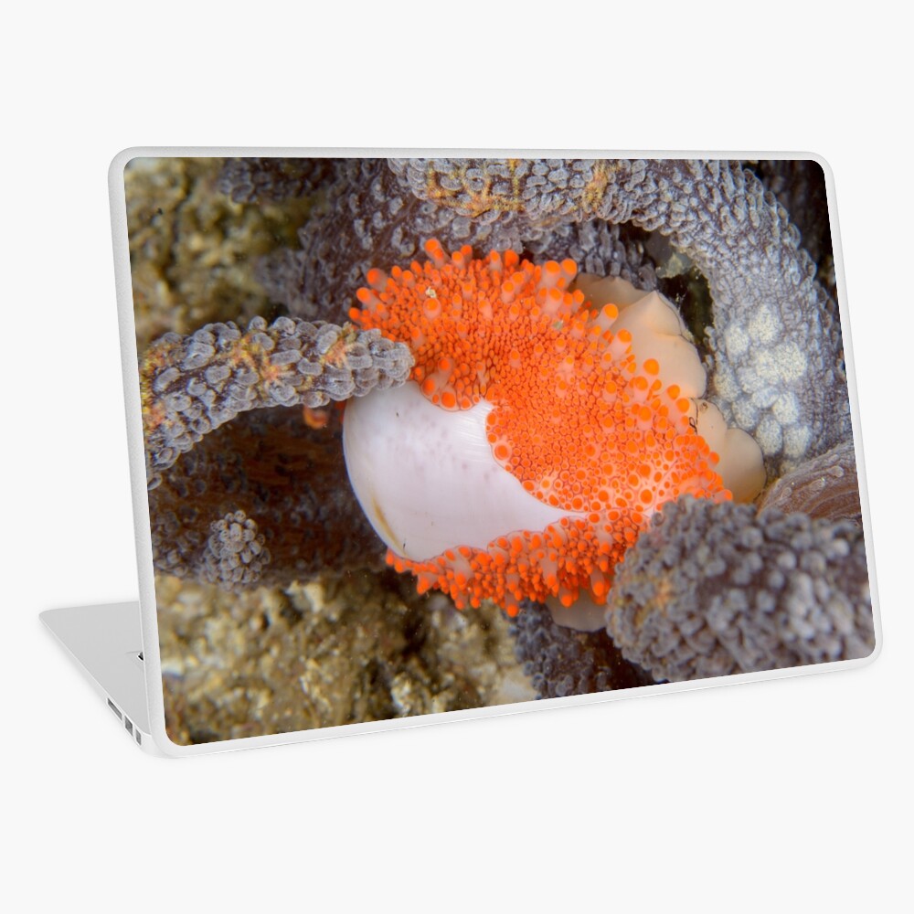 Golden Egg Cowrie - Ovula costellata Laptop Skin