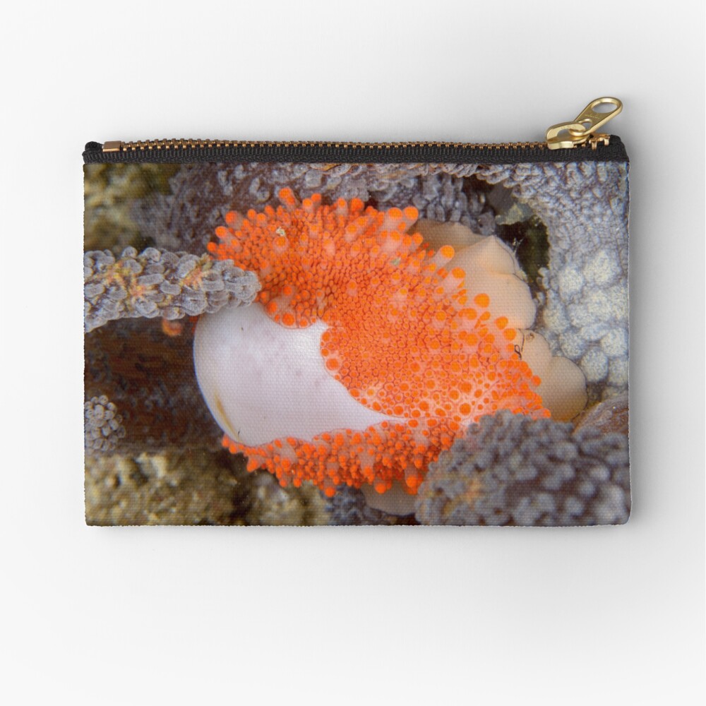 Golden Egg Cowrie - Ovula costellata Zipper Pouch