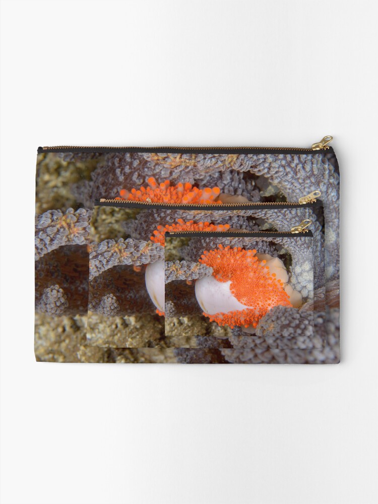Alternate view of Golden Egg Cowrie - Ovula costellata Zipper Pouch
