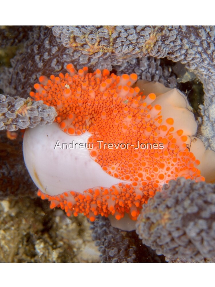 Golden Egg Cowrie - Ovula costellata by andrewtj