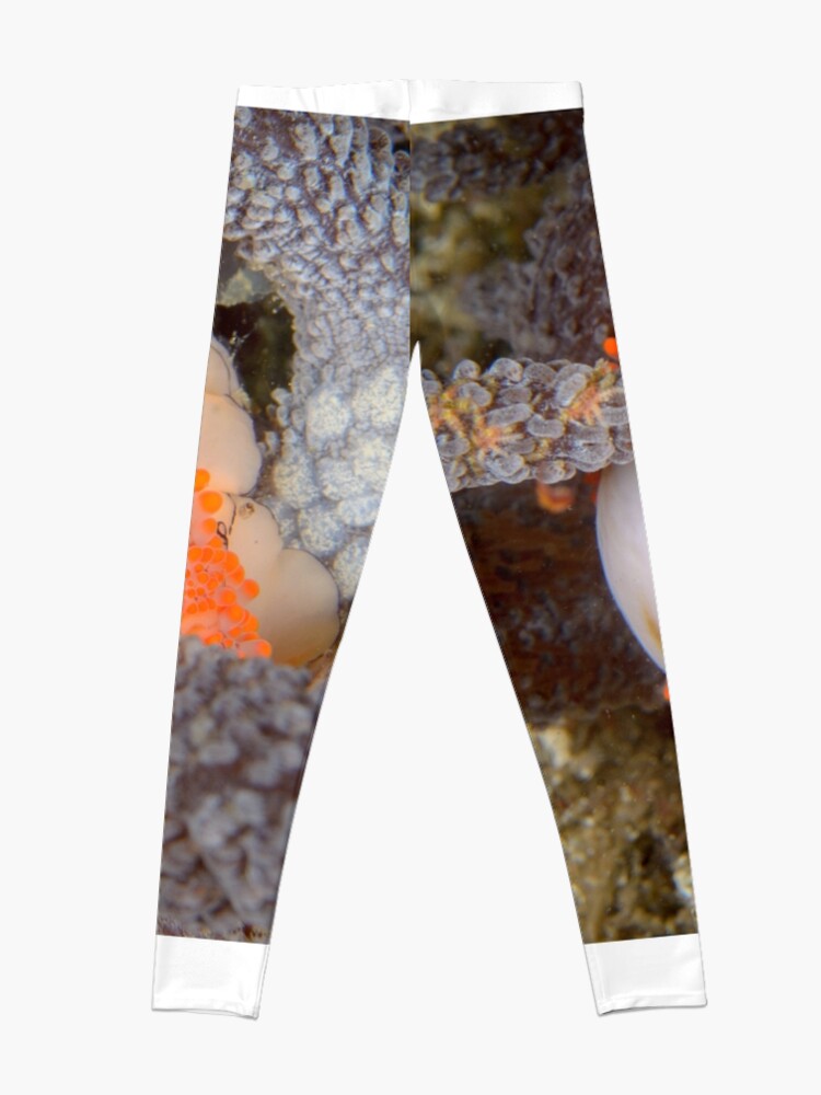 Alternate view of Golden Egg Cowrie - Ovula costellata Leggings