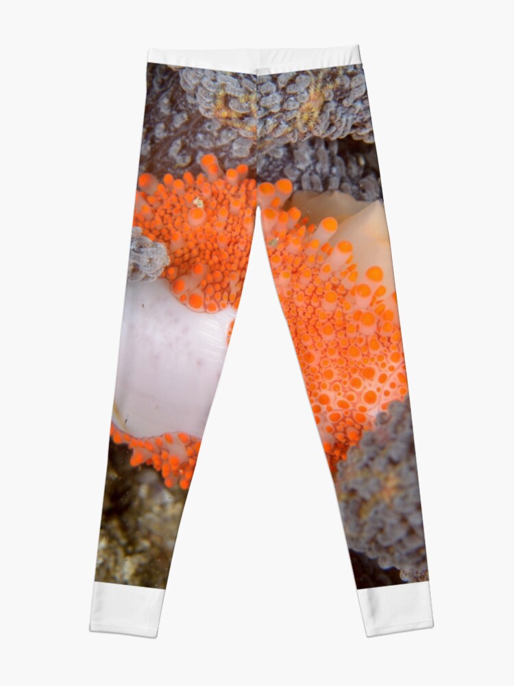 Alternate view of Golden Egg Cowrie - Ovula costellata Leggings