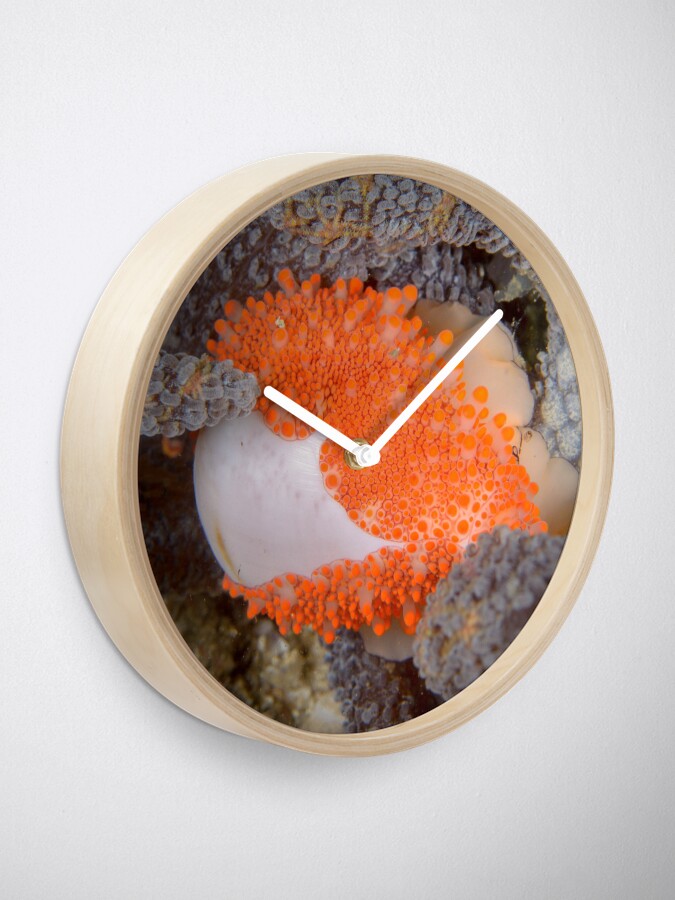 Alternate view of Golden Egg Cowrie - Ovula costellata Clock