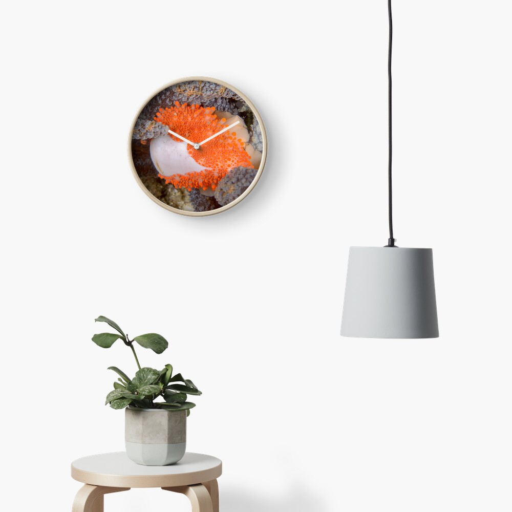 Golden Egg Cowrie - Ovula costellata Clock