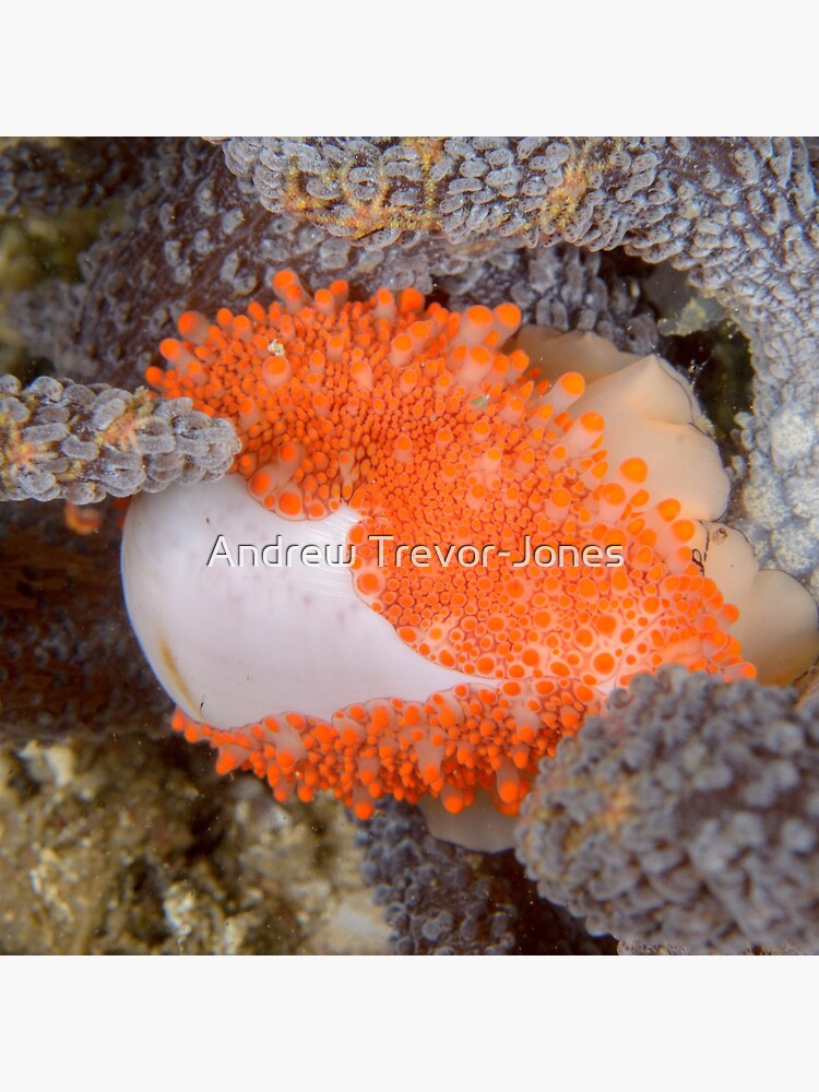 Golden Egg Cowrie - Ovula costellata by andrewtj
