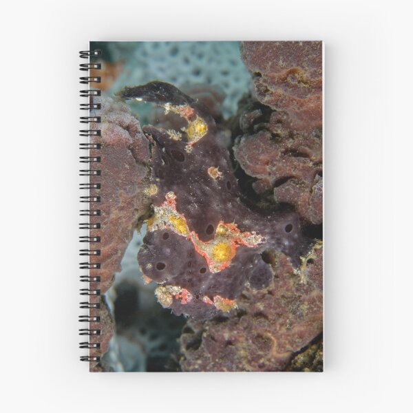 Item preview, Painted Anglerfish - Antennarius pictus designed and sold by Andrew Trevor-Jones.