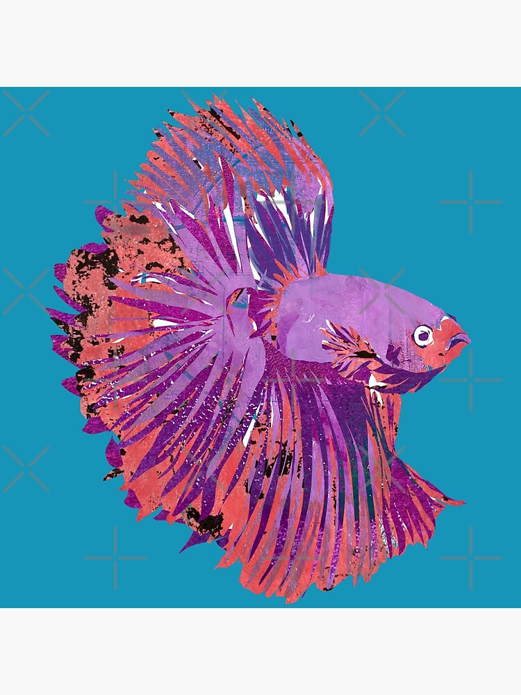 Surprised Purple Betta Fighting Fish Photographic Print for Sale by  ginaisarty