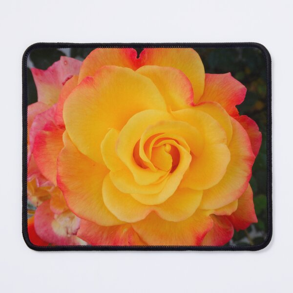 Item preview, Yellow pink rose designed and sold by Maxiverse.
