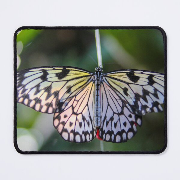 Artikelvorschau, Schmetterling entworfen und verkauft von Sandi Walmsley.